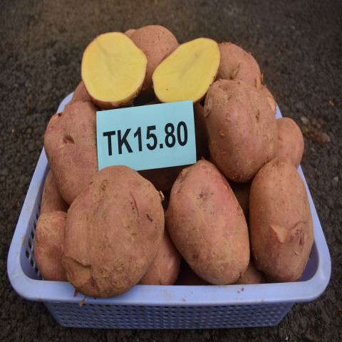 Giống khoai tây TK15.80