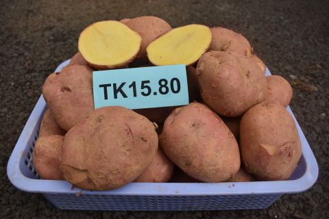 KẾT QUẢ  XÂY DỰNG MÔ HÌNH GIỐNG KHOAI TÂY MỚI TK15.80, TẠI LÂM ĐỒNG 