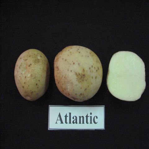 Giống khoai tây Atlantic