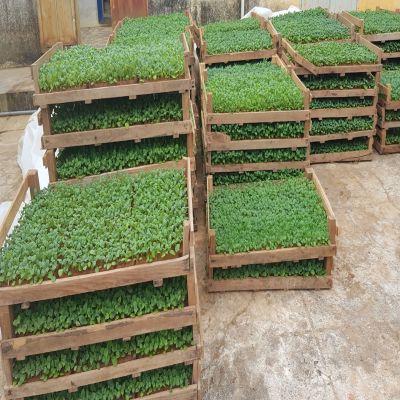Khoai tây Giống