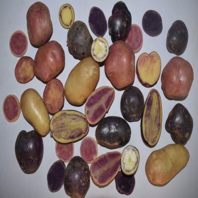 Giống khoai tây ruột màu