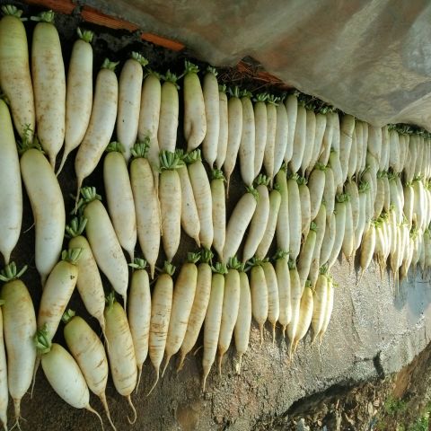Củ cải Hàn Quốc