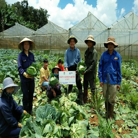 Bắp cải Hàn Quốc