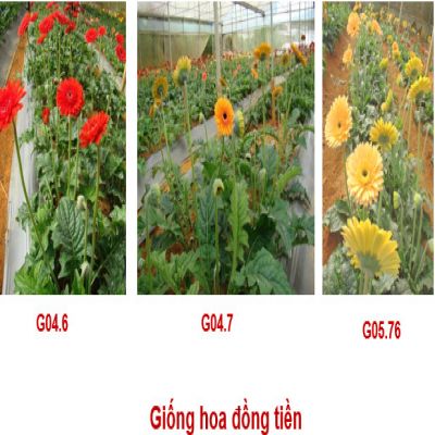 Giống Đồng tiền -1