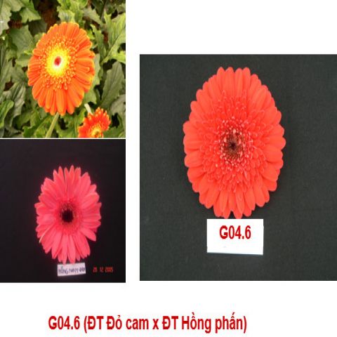 Giống Đồng tiền