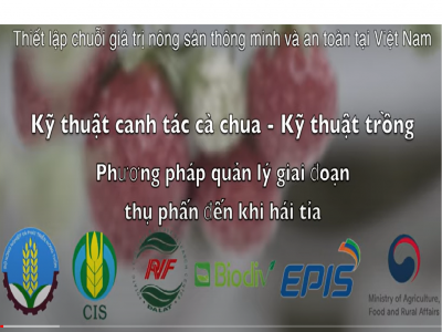 Thiết lập chuỗi giá trị nông sản thông minh và an toàn tại Việt Nam - Kỹ thuật canh tác cà chua 