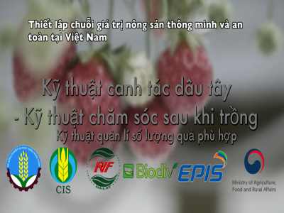 Thiết lập chuỗi giá trị nông sản thông minh và an toàn tại Việt Nam - Kỹ thuật canh tác dâu tây 