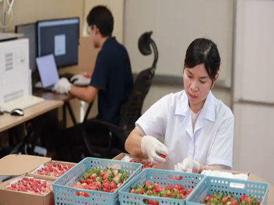 Thiết cuỗi gí trị thông minh và an toàn tại Việt Nam_Dâu tây, Cà chua cherry, Ớt ngọt