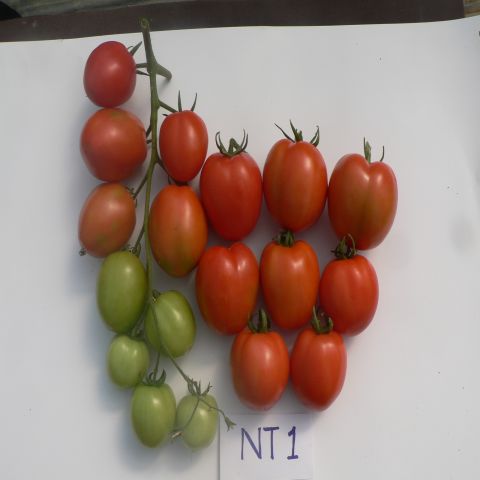 Giống cà chua NT1