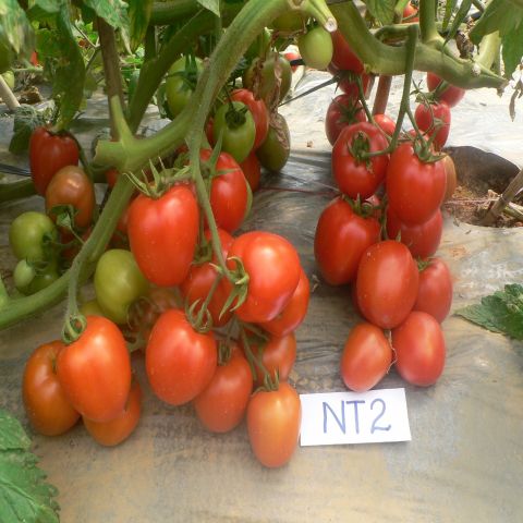 Giống cà chua NT2