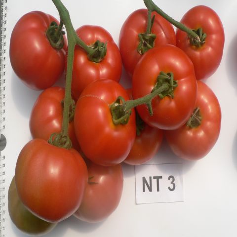 Giống cà chua NT3