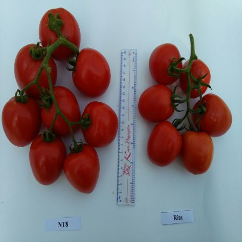 Giống cà chua NT 8