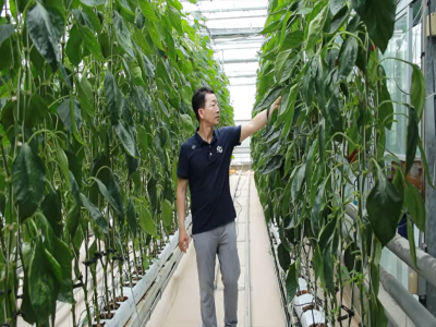 Kỹ thuật canh tác ớt chuông thuộc dự án thiết lập chuỗi giá trị nông sản thông minh và an toàn tại Việt Nam