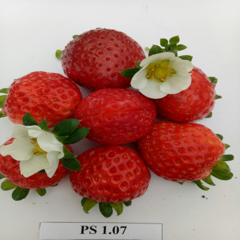 Giống dâu tây PS 1.07