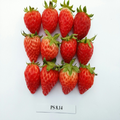 Giống dâu tây PS 8.14