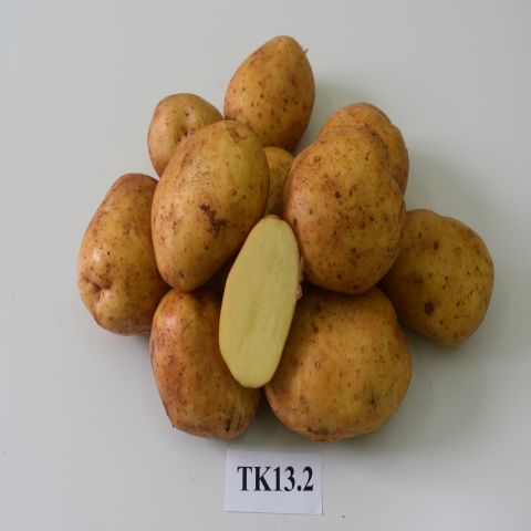 Giống khoai tây TK13.2