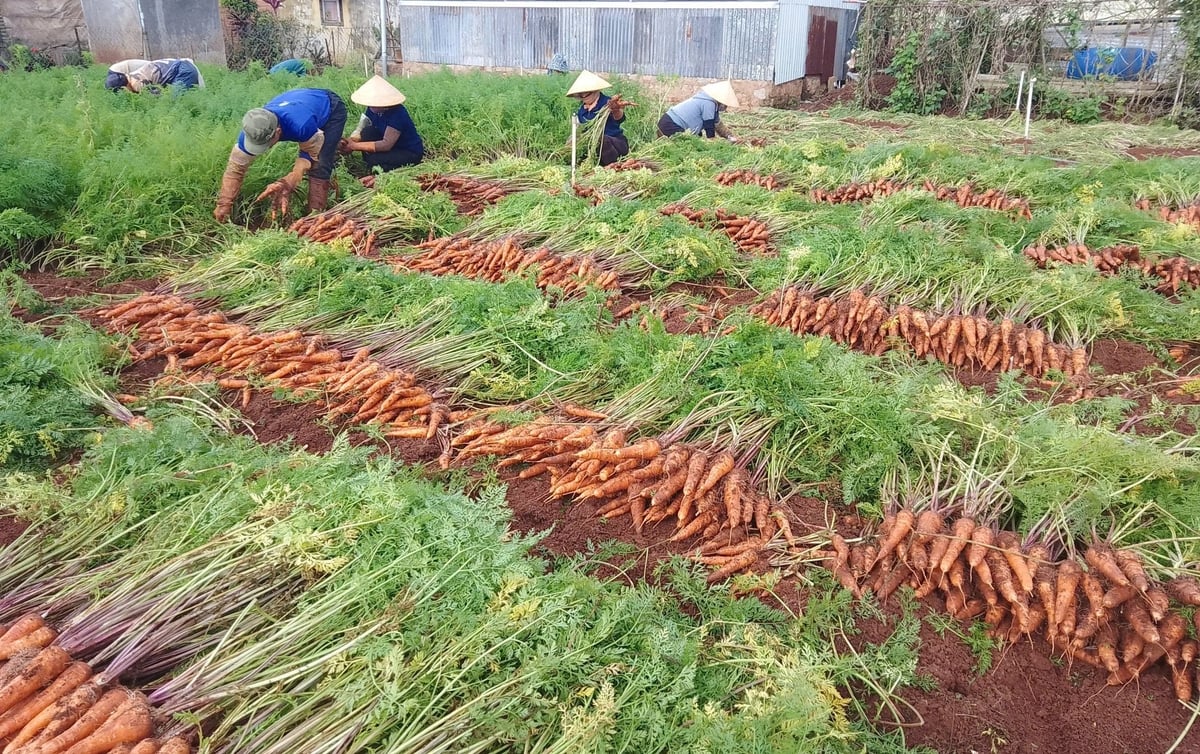 ca-rot-2-115659_386-152045