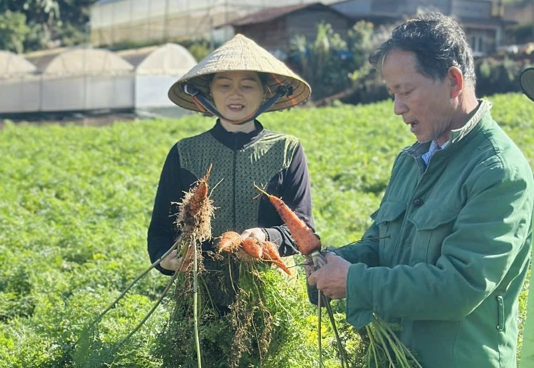 ca-rot-5-115502_664-152045